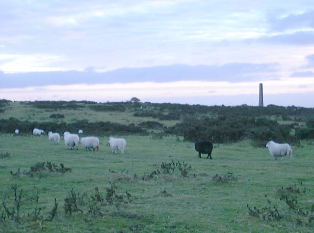 Black Sheep 3
