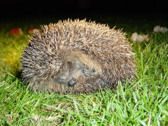 Hedgehog 3