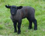 Lambs 12